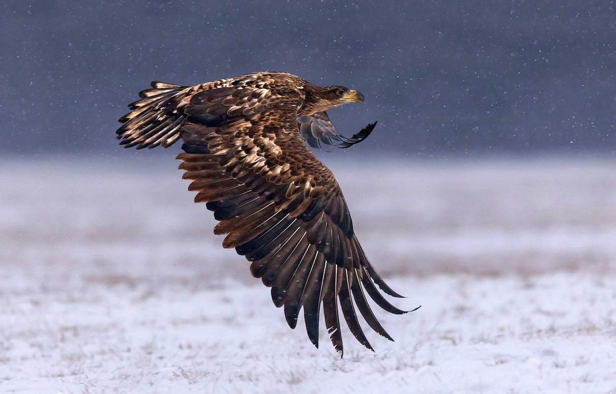 Flying under the snow Poster och Canvastavla