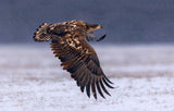 Flying under the snow Poster och Canvastavla