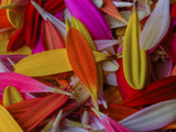 colorful flower petals Poster och Canvastavla