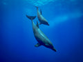 To the deep Poster och Canvastavla