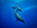 To the deep Poster och Canvastavla