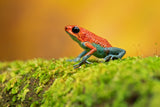 Granular poison frog Poster och Canvastavla