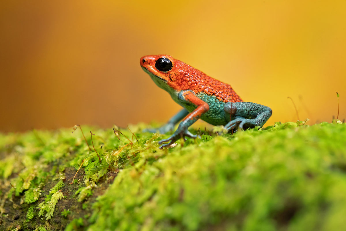 Granular poison frog Poster och Canvastavla