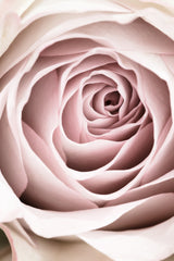 Pink Rose No 03 Poster och Canvastavla