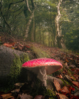 Agaric Dreams Poster och Canvastavla