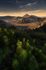 bromo volcano national park Poster och Canvastavla