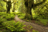 Hoh Rainforest Poster och Canvastavla