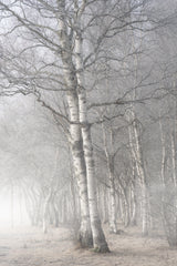 Misty tree Poster och Canvastavla
