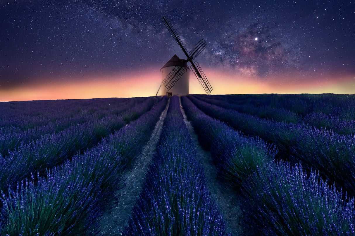 Lavender night Poster och Canvastavla