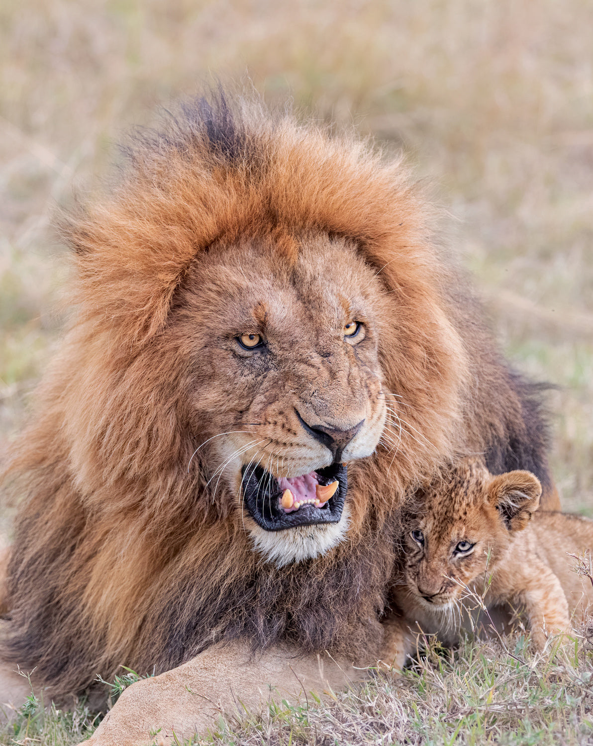 Dad and Cub Poster och Canvastavla