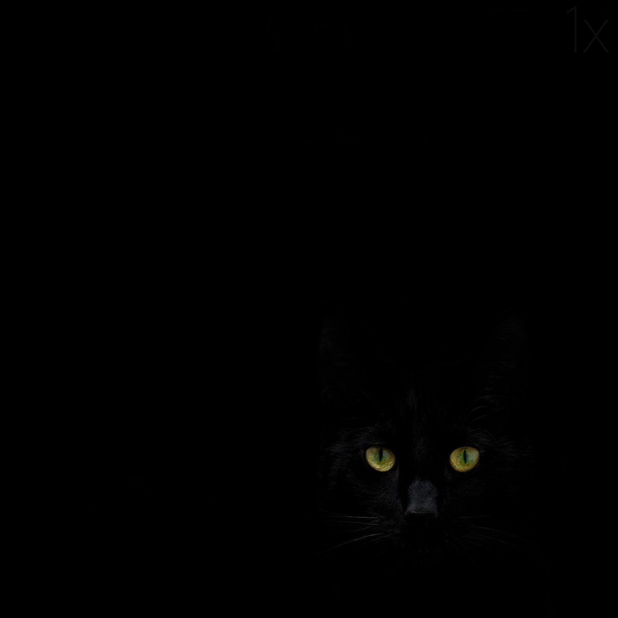 Watching you from the dark side Poster och Canvastavla