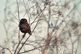 Look at Me! Poster och Canvastavla