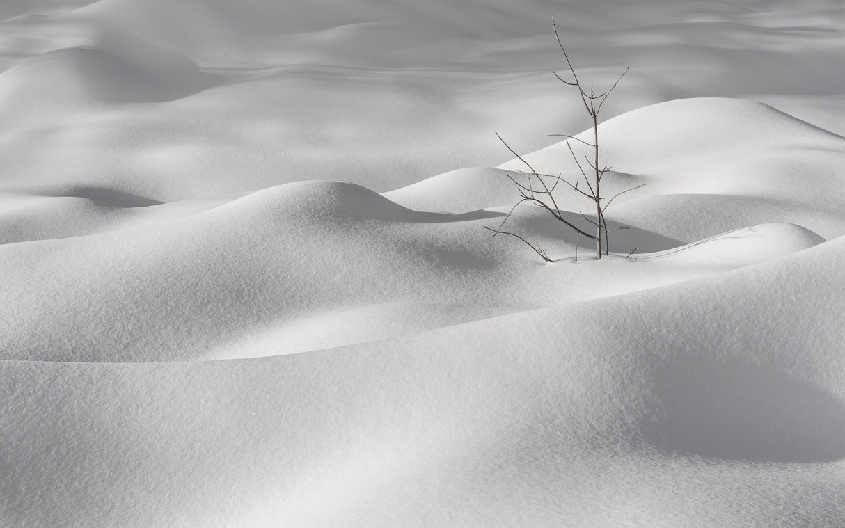 Winter silence Poster och Canvastavla