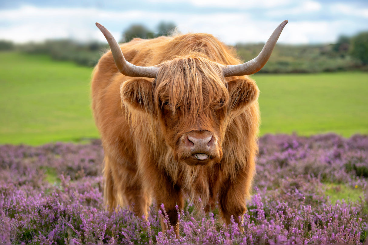 Highland Poster och Canvastavla