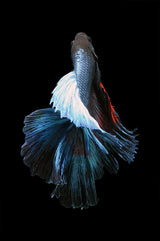 Betta Fish - Flower Of Rocket Poster och Canvastavla