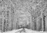 Winter mood Poster och Canvastavla