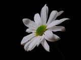 white daisy flower Poster och Canvastavla