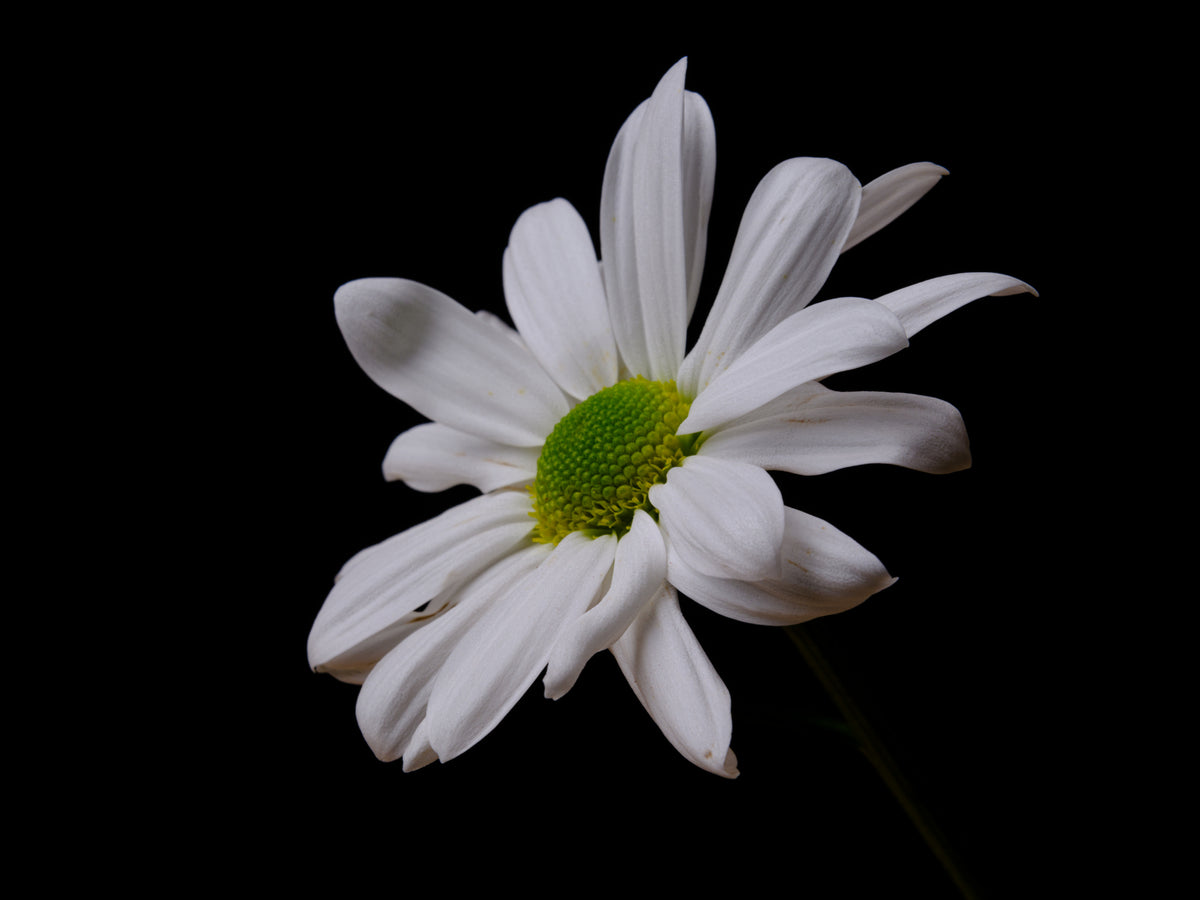 white daisy flower Poster och Canvastavla