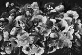 Ruby's Dream Black &amp; White Poster och Canvastavla