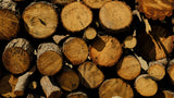 tree stumps in the forest Poster och Canvastavla