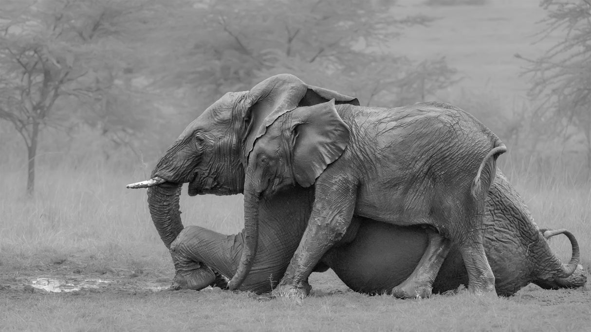 Mother Elephant and Her Calf Poster och Canvastavla