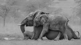 Mother Elephant and Her Calf Poster och Canvastavla
