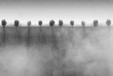 the shyness of trees Poster och Canvastavla