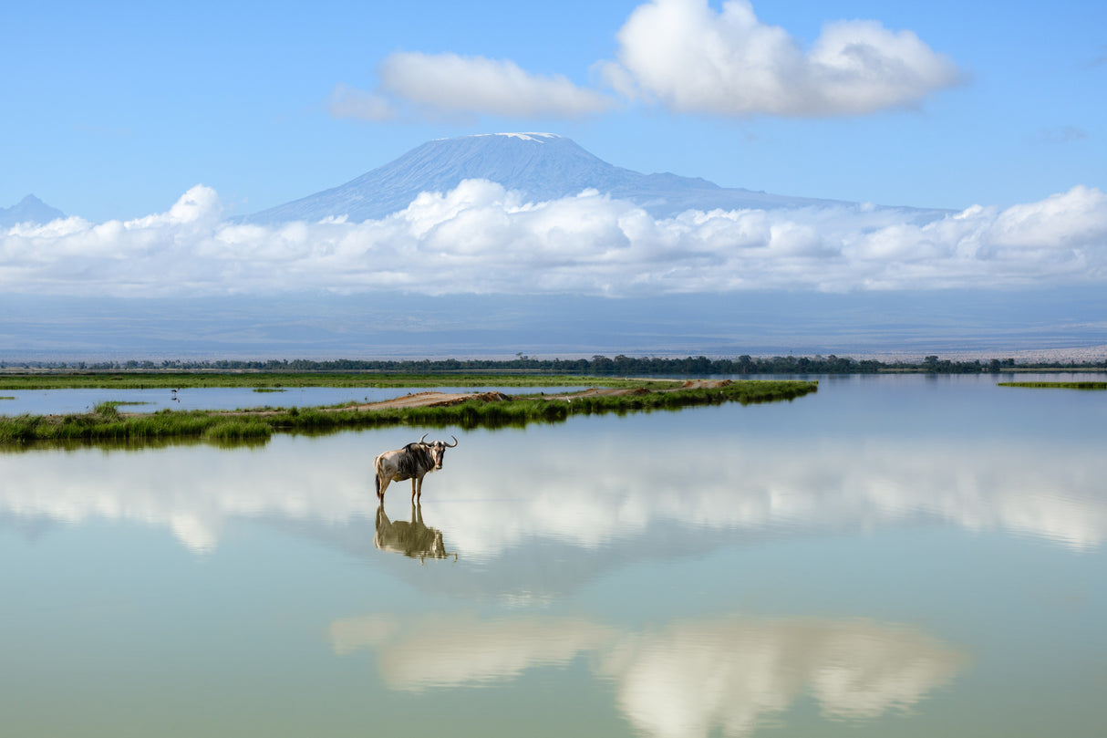Wildebeest with Kilimanjaro Poster och Canvastavla