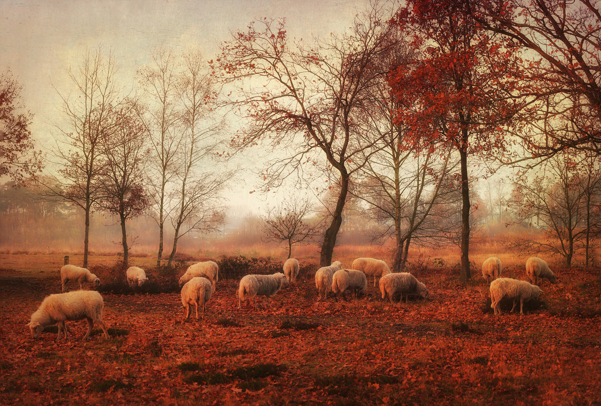 Last days of autumn Poster och Canvastavla