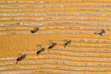 Rice drying Poster och Canvastavla