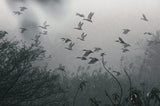A Flight of Dreams Poster och Canvastavla
