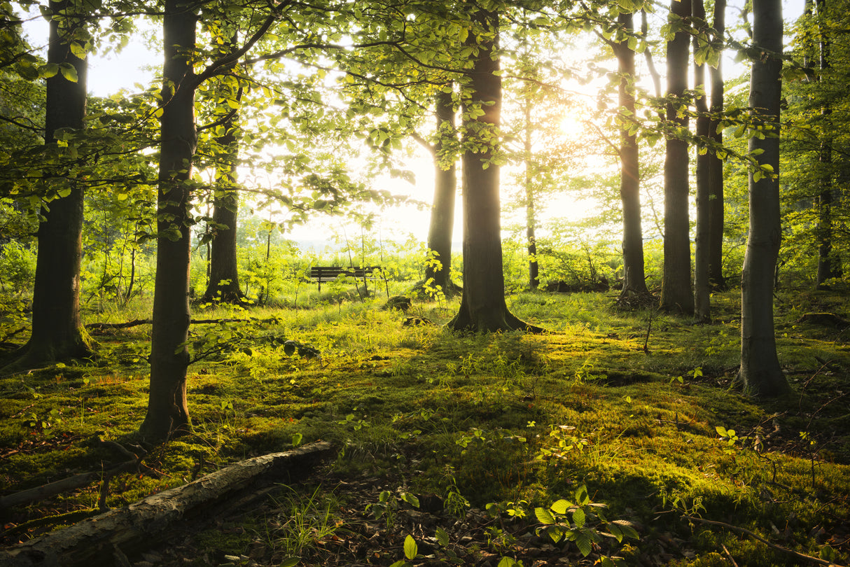 Summer in the Woods Poster och Canvastavla