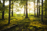 Summer in the Woods Poster och Canvastavla