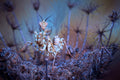 Thistle mantis 2 Poster och Canvastavla