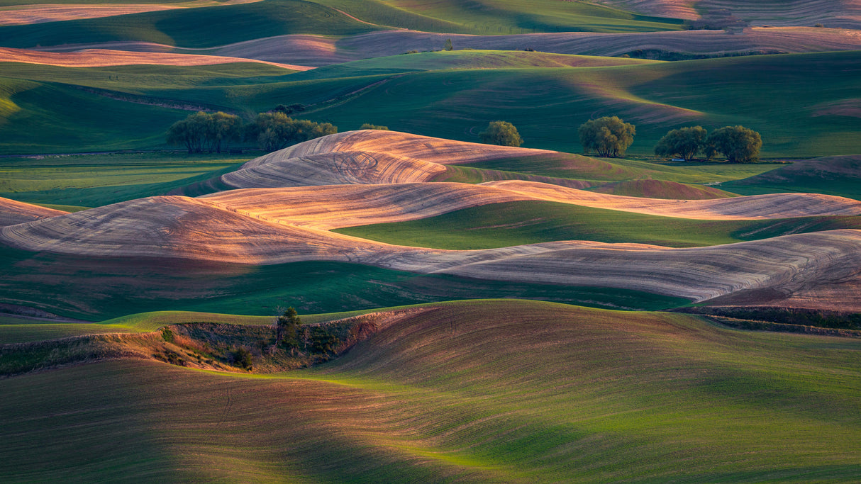Farmland at sunset Poster och Canvastavla