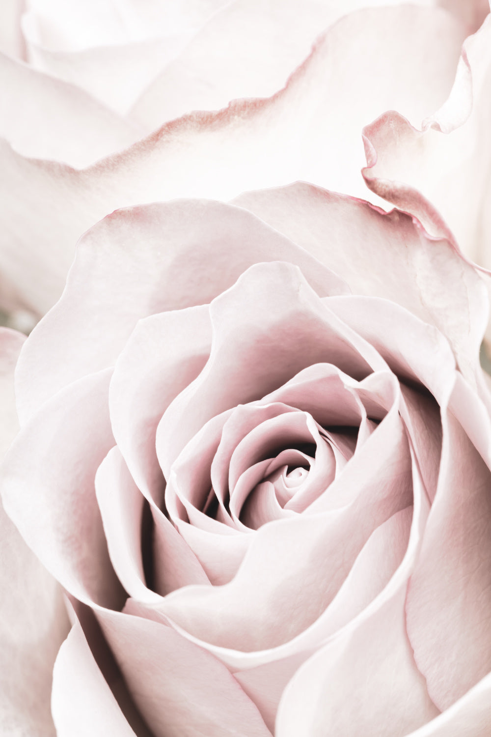 Pink Rose No 05 Poster och Canvastavla