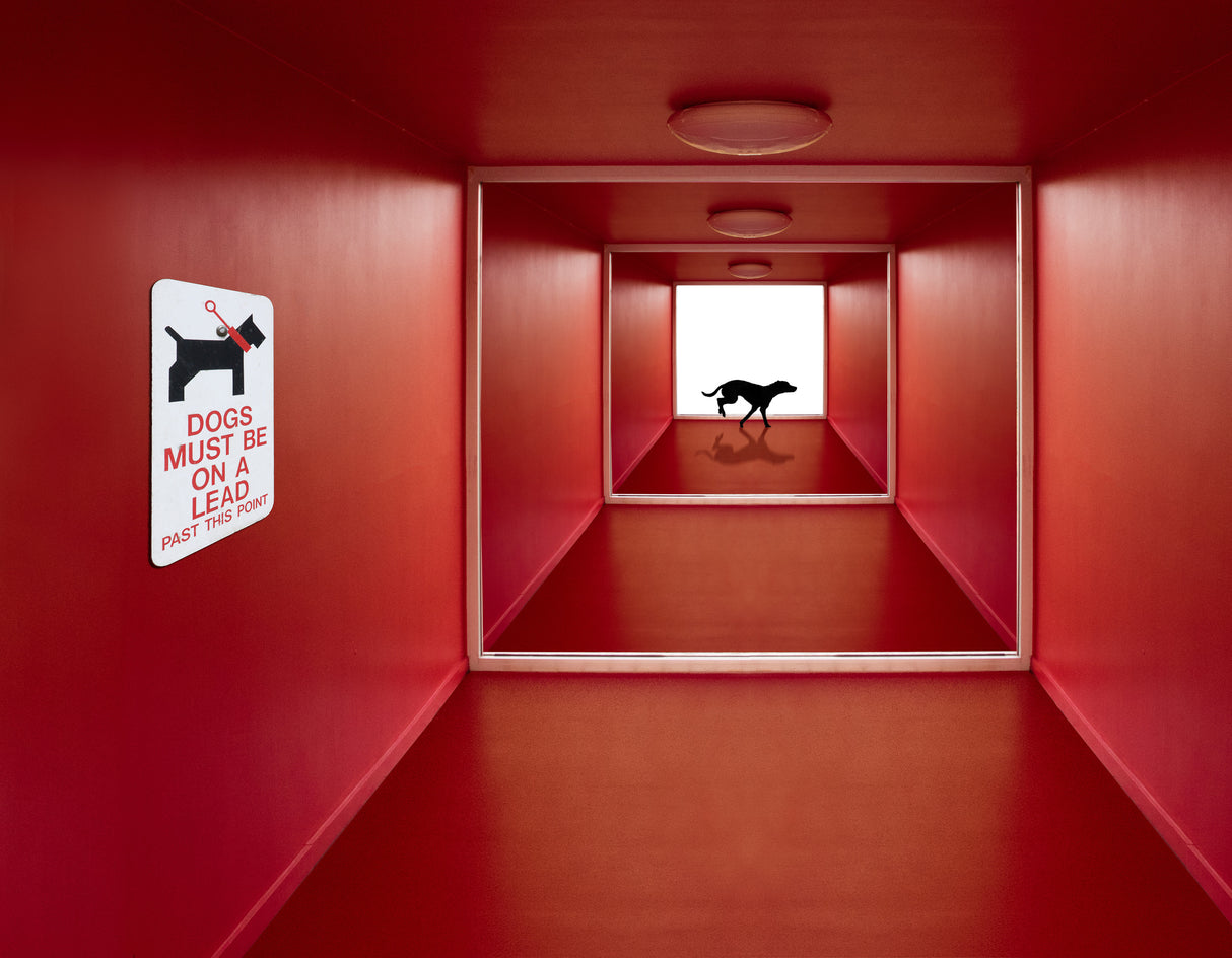 Dog on the Loose Poster och Canvastavla
