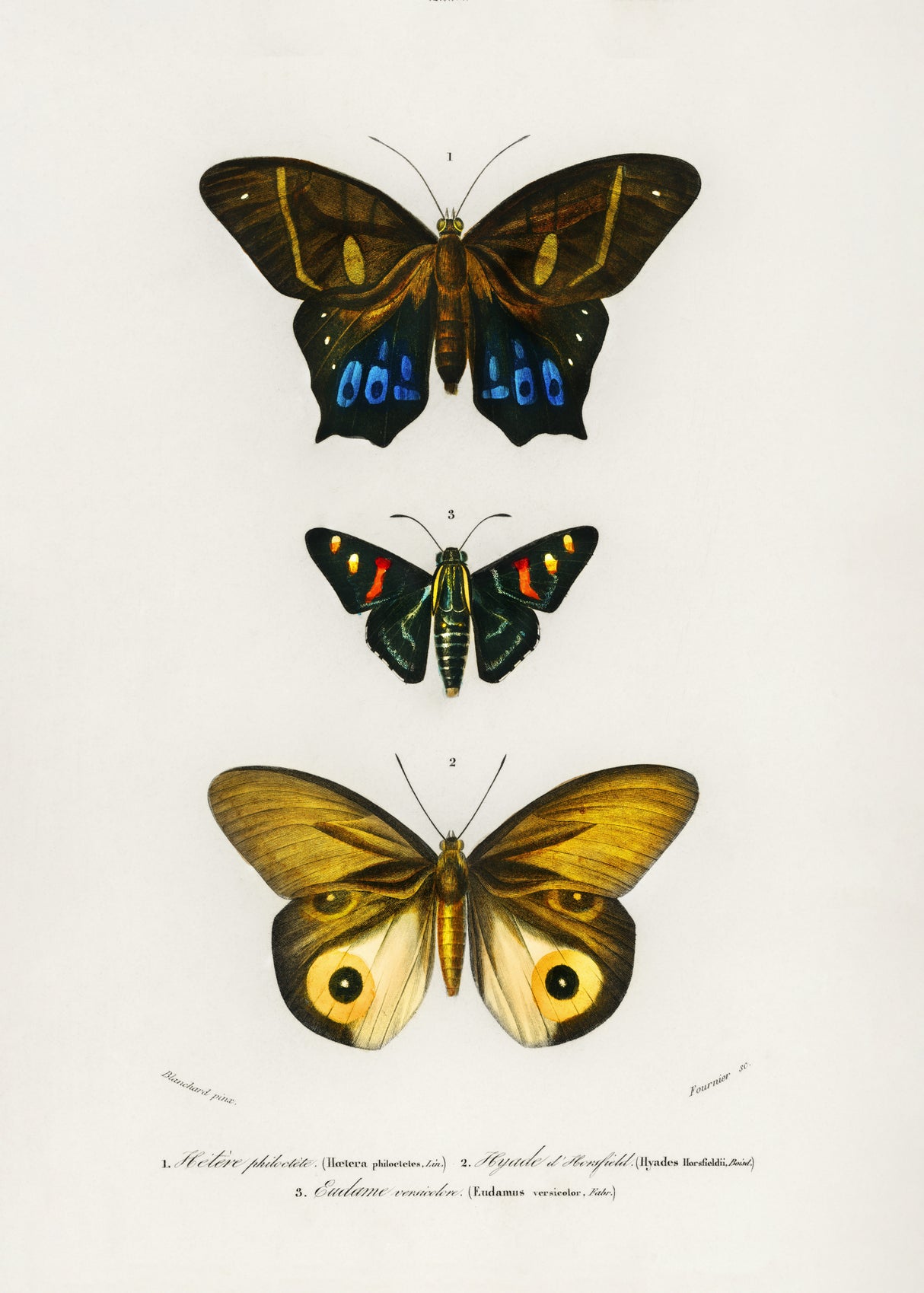 Different Types of Butterflies III Poster och Canvastavla
