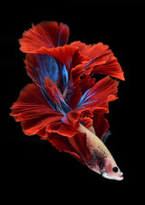 Like a flower of bettafish Poster och Canvastavla