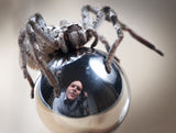 Self-Portrait with Spider Poster och Canvastavla
