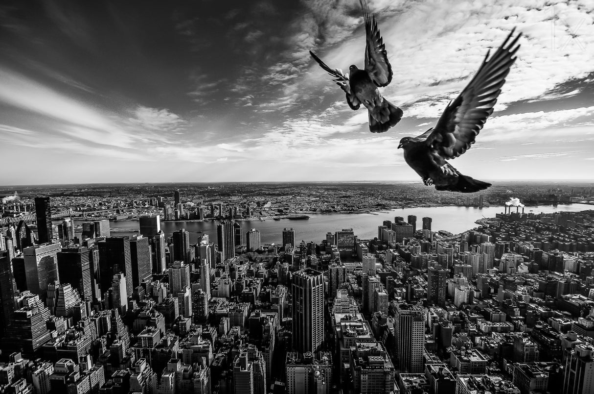 Pigeons on the Empire State Building Poster och Canvastavla