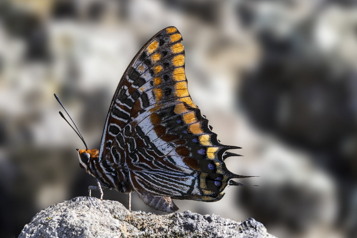 Charaxes jasius among the rocks Poster och Canvastavla