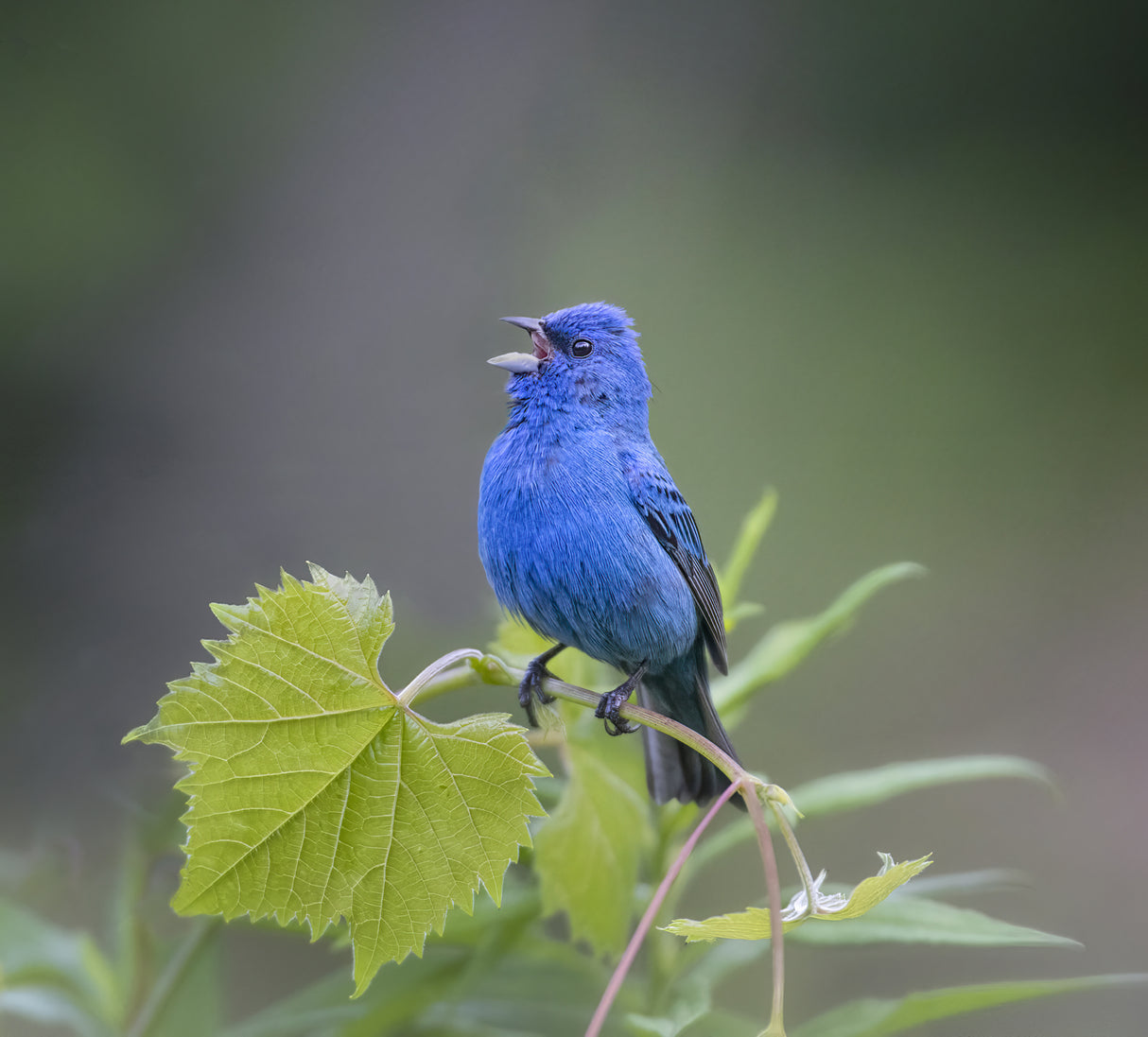 Indigo Bunting Poster och Canvastavla