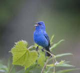 Indigo Bunting Poster och Canvastavla