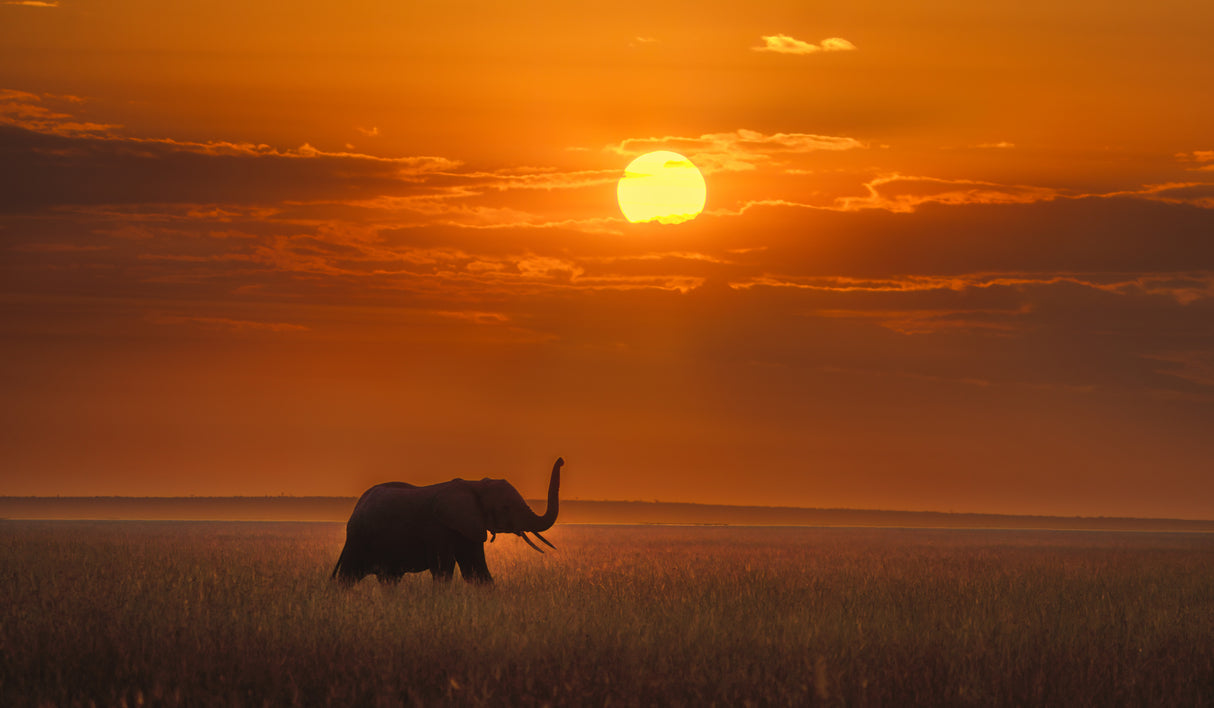 Elephant in the sunrise Poster och Canvastavla