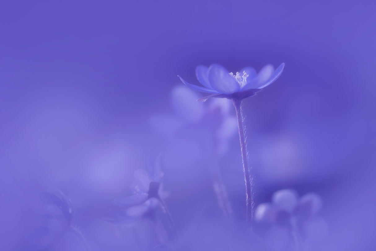 Delicate spring flowers Poster och Canvastavla