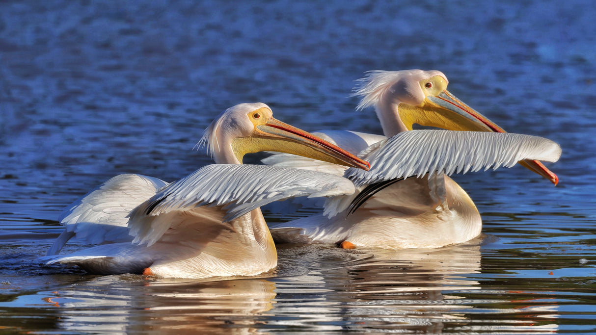 Pelicans Poster och Canvastavla