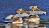 Pelicans Poster och Canvastavla