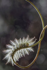 Fire Caterpillar on Unique Branch Poster och Canvastavla