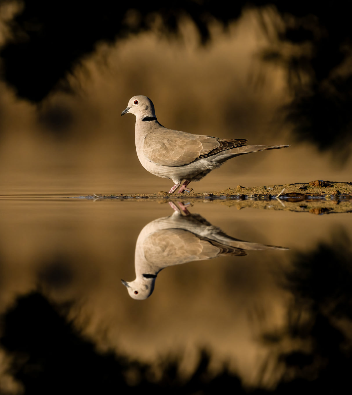 dove Poster och Canvastavla